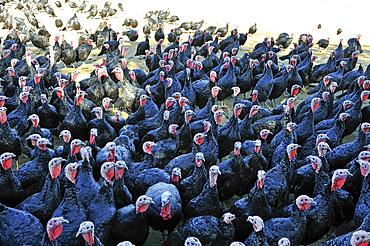 Turkey breeding,Gers department, Occitanie region, southwest of France,Europe