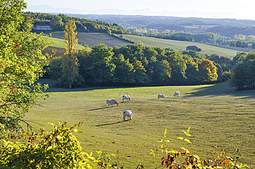 Countryside landscape around Auch.Gers department, Occitanie region, southwest of France,Europe