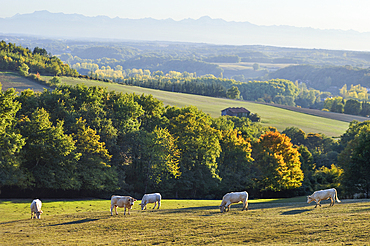 Countryside landscape around Auch.Gers department, Occitanie region, southwest of France,Europe