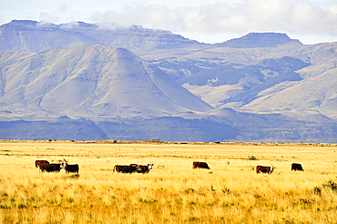 Cattle in the pampas around El Calafate, Patagonia, Argentina, South America