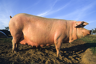 Sow, pig farm in Mayenne department,Pays de Loire region,France,Europe