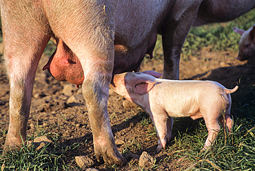 Sow lactating and piglet,pig farm in Mayenne department,Pays de Loire region,France,Europe