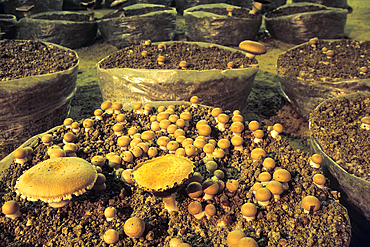 'Shiitake' mushroom cultivation in troglodytic cellar at Montsoreau, Maine-et-Loire department, Pays de la Loire region, France, Europe