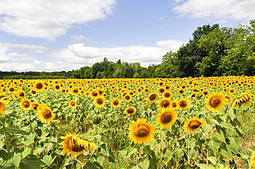 Sunflowers field at Mercues near Cahors, Lot department, region of Midi-Pyrenees, southwest of France, Europe