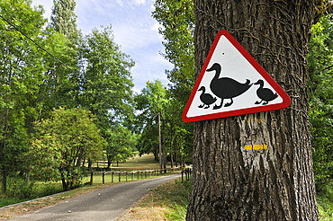 Unusual road sign preventing the passage of family of ducks, Lot department, region of Midi-Pyrenees, Occitanie, southwest of France, Europe