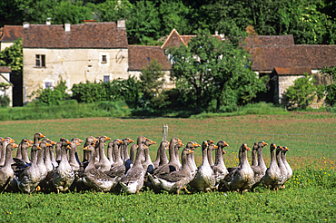 Flock of geese, Lot department,Midi-Pyrenees region, Occitanie, France, Europe
