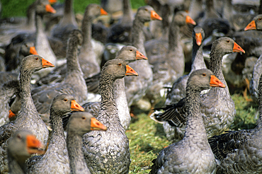 Flock of geese, Lot department,Midi-Pyrenees region, Occitanie, France, Europe
