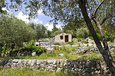 Olive grove near Saint-Cezaire-sur-Siagne,Alpes-Maritimes department,Provence-Alpes-Cote d'Azur region,southeast of France,Europe.