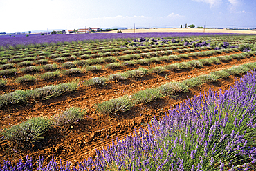 Lavender field manually harvested, Plateau of Valensole, Alpes-de-Haute-Provence department, Provence-Alpes-Cote d'Azur region, France, Europe