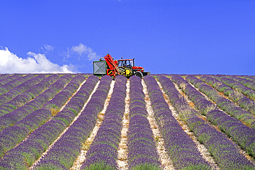 Lavender mechanical harvesting, Plateau of Valensole, Alpes-de-Haute-Provence department, Provence-Alpes-Cote d'Azur region, France, Europe