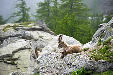 Alpine ibex, Fontanalba valley, Mercantour National Park, Alpes-Maritimes department, Provence-Alpes-Cote d'Azur region, southeast of France, Europe.