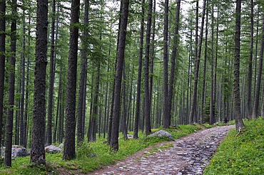 Larch forest, Fontanalba valley, Vallee des Merveilles, Mercantour National Park, Alpes-Maritimes department, Provence-Alpes-Cote d'Azur region,southeast of France,Europe.