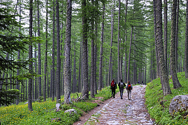 Larch forest, Fontanalba valley, Vallee des Merveilles, Mercantour National Park, Alpes-Maritimes department, Provence-Alpes-Cote d'Azur region,southeast of France,Europe.