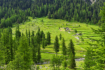 Mountain pasture chalet in the valley of the Miniere, Mercantour National Park, Alpes-Maritimes department, Provence-Alpes-Cote d'Azur region,southeast of France,Europe.