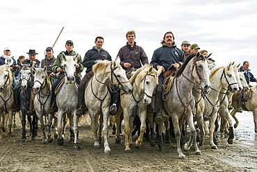 'Abrivado' traditional event: horsemen leading bulls from the countryside to the city,Saintes-Maries-de-la-Mer,Camargue, Bouches-du-Rhone department, Provence-Alpes-Cote d'Azur region, France, Europe