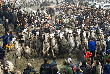 'Abrivado' traditional event: horsemen leading bulls from the countryside to the city,Saintes-Maries-de-la-Mer,Camargue, Bouches-du-Rhone department, Provence-Alpes-Cote d'Azur region, France, Europe