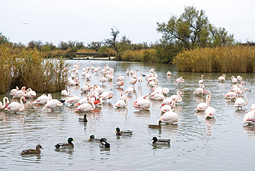 Pink flamingos in Pont de Gau Ornithologic Park,Saintes-Maries-de-la-Mer,Camargue, Bouches-du-Rhone department, Provence-Alpes-Cote d'Azur region, France, Europe