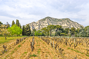 Vineyard of the wine growing estate Mas de la Dame near Les Baux-de-Provence, Alpilles mountains,Bouches-du-Rhone department,Provence-Alpes-Cote d'Azur region,France,Europe