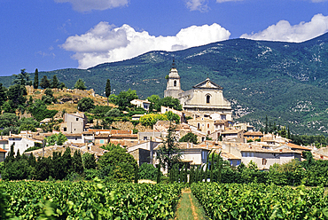 Vineyard of Bedoin with the Mont Ventoux in background,Vaucluse department,Provence-Alpes-Cote d'Azur region,southeast of France,Europe