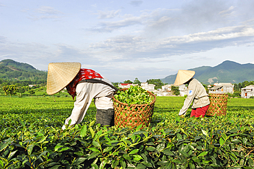 Manual harvesting,tea field at Mylam, around Tuyen Quang, Northern Vietnam, Southeast Asia