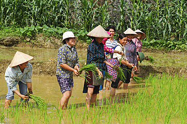 Planting out in paddy-field, around Viet Lam, Ha Giang province, Northern Vietnam, Southeast Asia