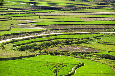 Rice-paddies at Dong Van, Ha Giang province, Northern Vietnam, Southeast Asia