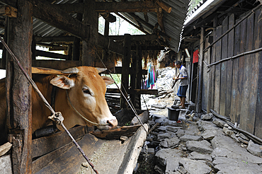 Cow in cowshed, mountain village near Sa Phin, Dong Van plateau,Ha Giang province, Northern Vietnam, Southeast Asia