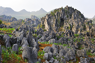 Corn farming among rocks around Dong Van, Ha Giang province, Northern Vietnam, Southeast Asia