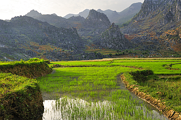 Rice-paddies at Dong Van, Ha Giang province, Northern Vietnam, Southeast Asia