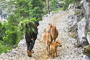 Man carrying a fodder bundle on his back, around Sa Phin, Ha Giang province, Northern Vietnam, Southeast Asia