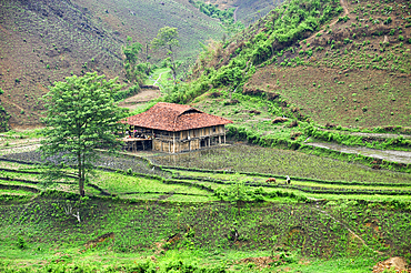 Farmhouse among paddy-fields on the river bank, around Bao Lac, Cao Bang province, Northern Vietnam, Southeast Asia