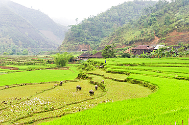 Paddy-fields on the river bank, around Bao Lac, Cao Bang province, Northern Vietnam, Southeast Asia