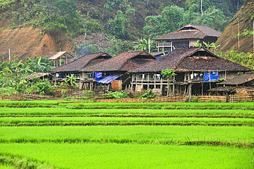 Hamlet among paddy-fields on the river bank, around Bao Lac, Cao Bang province, Northern Vietnam, Southeast Asia