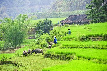 Hamlet among paddy-fields on the river bank, around Bao Lac, Cao Bang province, Northern Vietnam, Southeast Asia