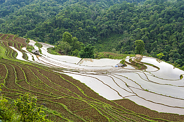 Terraced paddy-fields around Tin Tuc, Cao Bang province, Northern Vietnam, Southeast asia