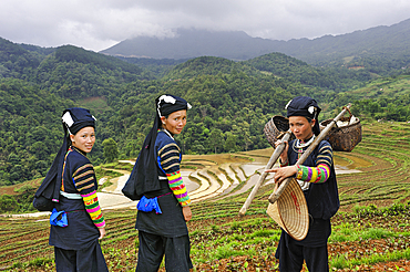 Women from Lo Lo ethnic group in front of terraced paddy-fields around Tin Tuc, Cao Bang province, Northern Vietnam, Southeast asia