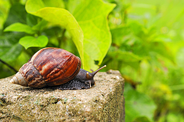 Snail on the lakeshore, Ba Be Lake, Bac Kan province, Northern Vietnam, Southeast Asia