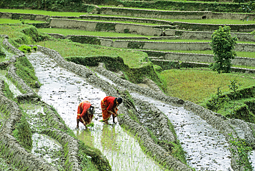 Planting out,paddy-fields,Kathmandu valley,Nepal,Himalaya,South Asia