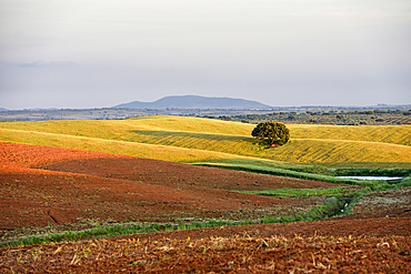 Country landscape near Beja, Alentejo region, Portugal, southwertern Europe
