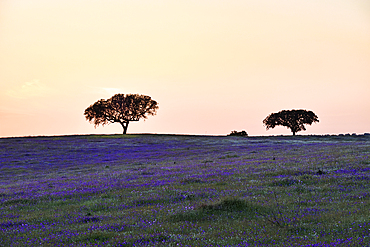 Country landscape near Beja, Alentejo region, Portugal, southwertern Europe