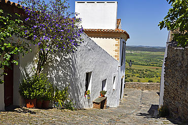 Lyciantthes lycioides shrub in a Cobbled alley in the perched village Monsaraz, Municipality of Reguengos de Monsaraz, Alentejo region, Portugal, southwertern Europe