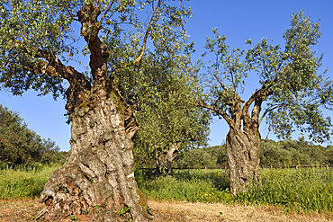 Olive grove with some millennial olive trees in the gardens of the rural hotel Horta da Moura, Monsaraz, Reguengos de Monsaraz, Alentejo region, Portugal, southwertern Europe
