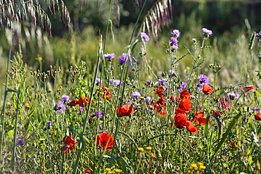 Flowering meadow in the gardens of rural hotel Horta da Moura, Monsaraz, Reguengos de Monsaraz, Alentejo region, Portugal, southwertern Europe