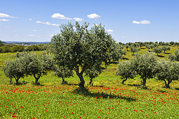 Olive tree grove in a flowering meadow full of poppies, Alentejo region, Portugal, southwertern Europe