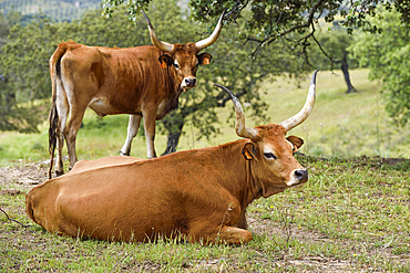 Cachena cattle in meadow near Amareleja, Alentejo region, Portugal, southwertern Europe