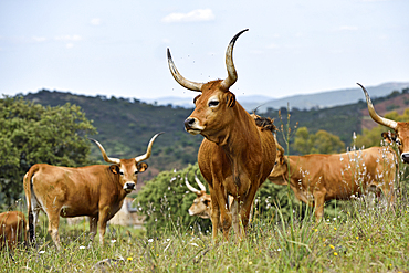 Cachena cattle in meadow near Amareleja, Alentejo region, Portugal, southwertern Europe