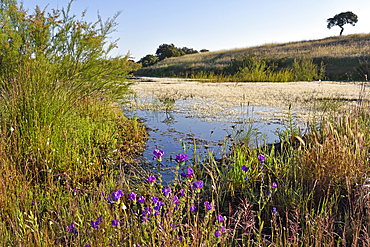 Pond at Vale do Manantio Estate, Moura, Alentejo region, Portugal, southwertern Europe