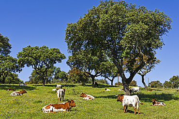 Cows lying in the meadow under holm oak trees, around Evora, Alentejo region, Portugal, southwertern Europe