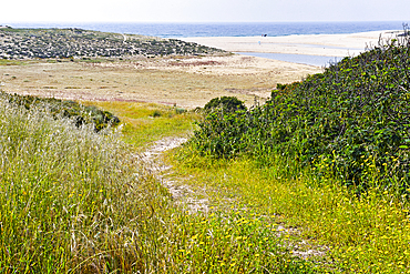 Dunes, beach of Melides, Alentejo region, Portugal, southwertern Europe