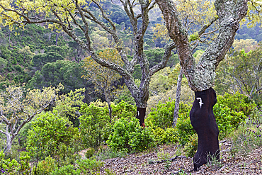 Cork oak plantation, Herdade das Barradas da Serra, Grandola, Alentejo region, Portugal, southwertern Europe